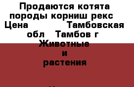 Продаются котята породы корниш-рекс › Цена ­ 5 000 - Тамбовская обл., Тамбов г. Животные и растения » Кошки   